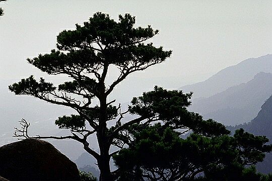 A Majestic Pine